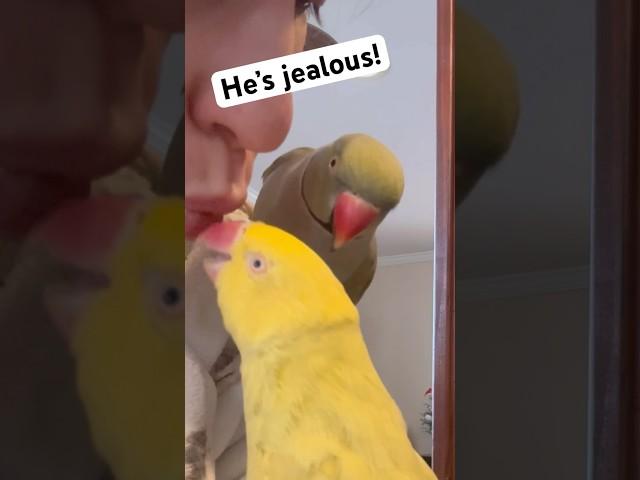 He’s jealous of mom’s kisses!  #talkingbird #talkingparrot #cuteanimals #funnyanimals #couple