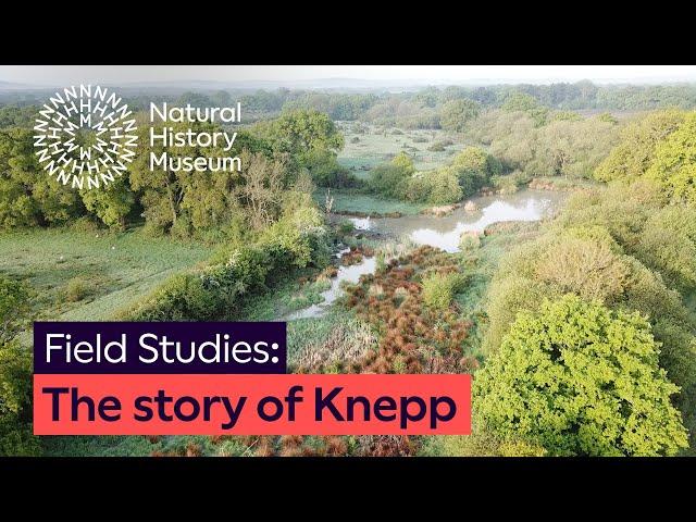 The story of Knepp: A rewilding success | Field Studies