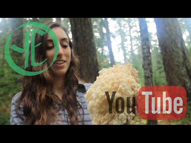 Bear's Head - Hericium abietis (Sister species to Lion's Mane)