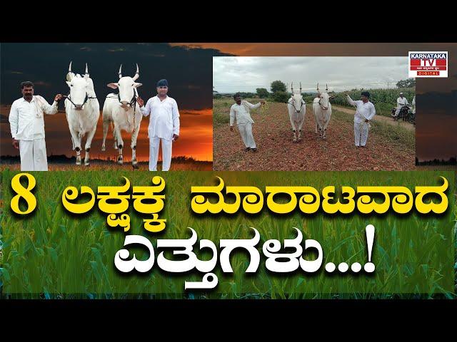 8 ಲಕ್ಷಕ್ಕೆ ಮಾರಾಟವಾದ ಎತ್ತುಗಳು...! | Belagavi | Ox | Farmer  | Karnataka TV