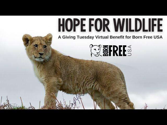 Hope for Wildlife: Virtual Benefit for Born Free USA