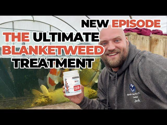 THE ULTIMATE BLANKETWEED TREATMENT FOR YOUR KOI POND!!!