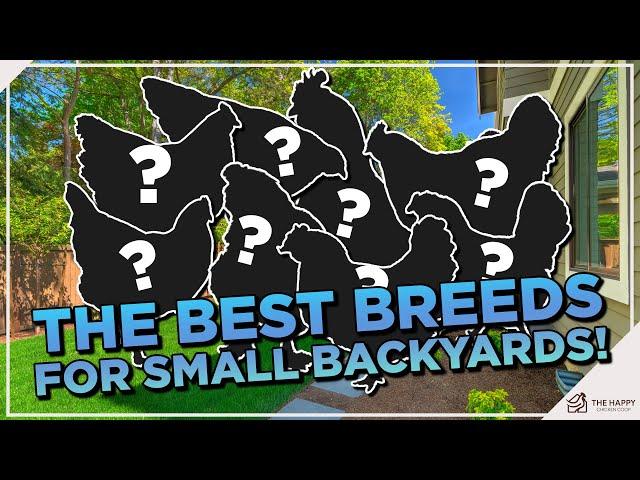 The Tiny Backyard Chicken Guide: 8 Suitable Breeds