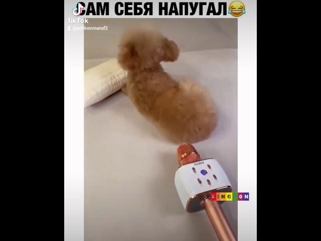 сам себя напугал