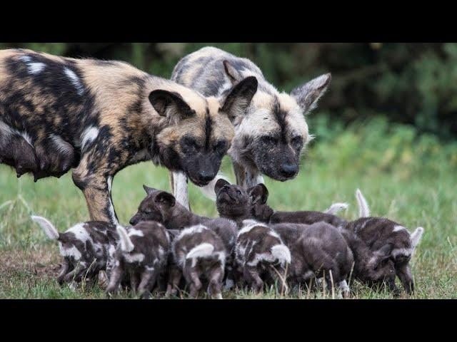 Wild Dogs | National Geographic Wild Documentary [Full HD 1080p]