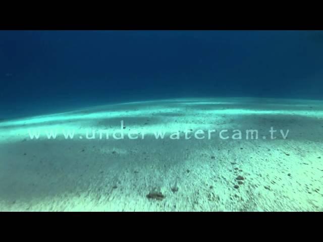 underwater: sandy ocean floor stock footage: sand001