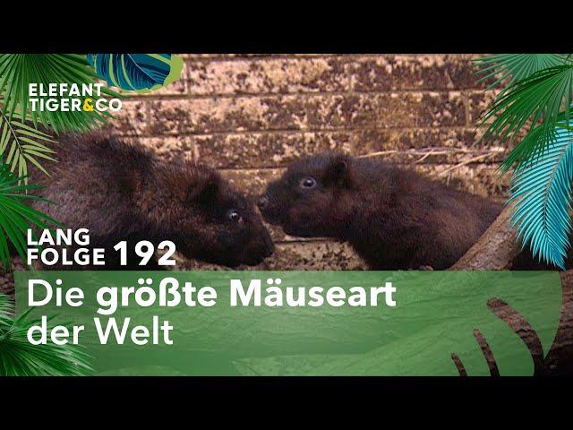 Äußerst seltene Riesenmäuse im Zoo Leipzig (Langfolge 192) | Elefant, Tiger & Co. | ARD