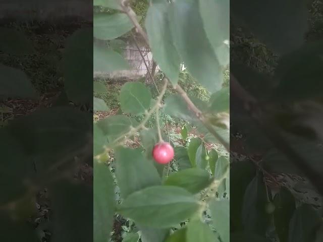 buah ceri merah delima#shorts #buahunik