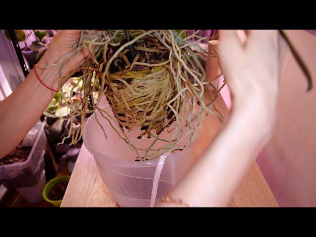 A tale about a turnip . Break a group and transplant a group of Sogo Yukidan orchids. I pick the...