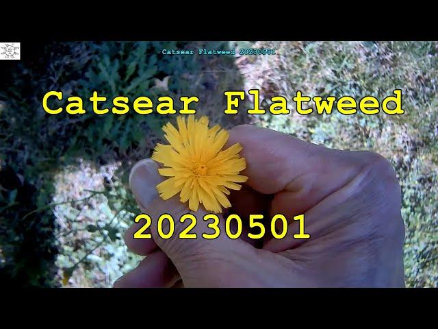 Catsear Flatweed 20230501
