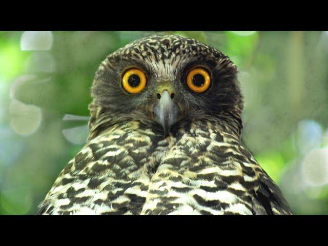 The Powerful Owl Project - Overview