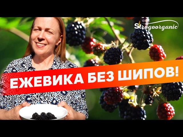 Ежевика без шипов: обрезка и уход / Ученицы Strogoorganic