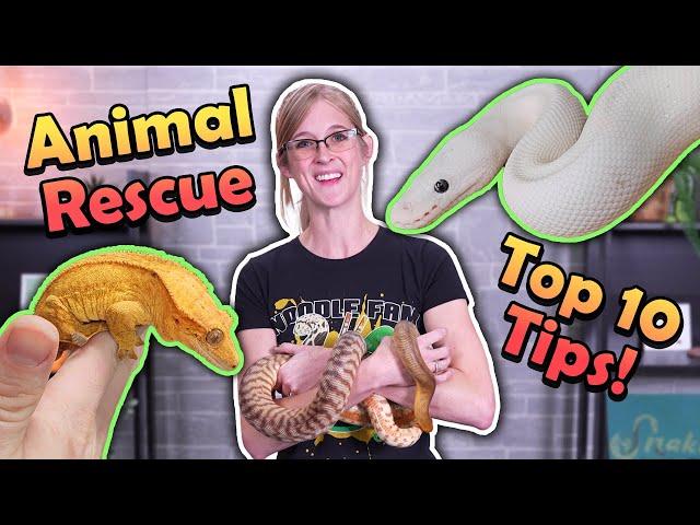 10 Tips for Running a Reptile Rescue!