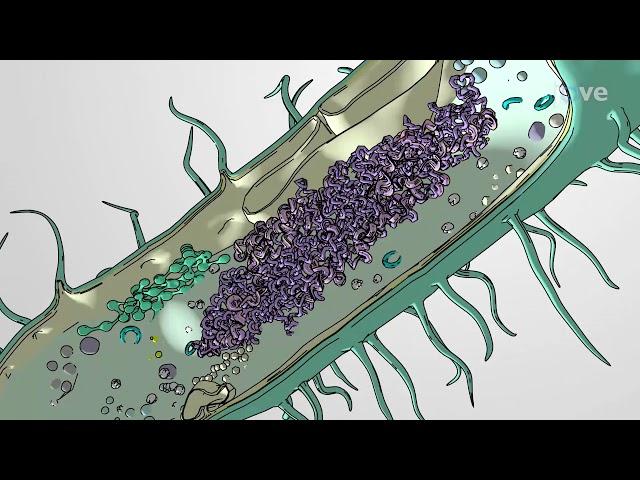 JoVE Core: Bio | What Are Cells?