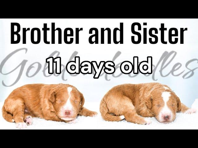 2 Mini Goldendoodles Are 1 & 1/2 Weeks Old | RylieXMac