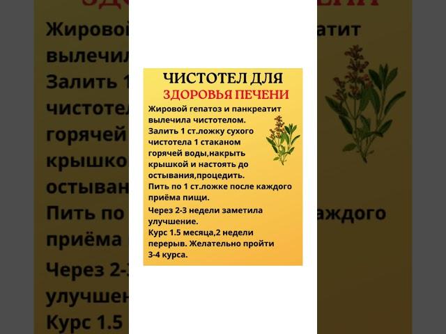 Чистотел для здоровья печени  #народнаямедицина #здоровьепечени