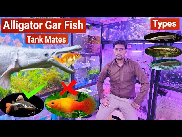 Alligator Gar Fish || Care, Types, Tank mates, tank size || Pari Aquarium Shop, Kurla Fish Market