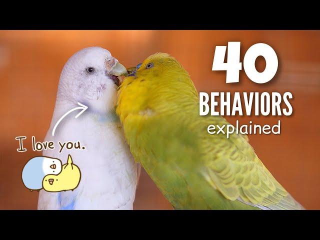 Ultimate Budgie BEHAVIOR Guide