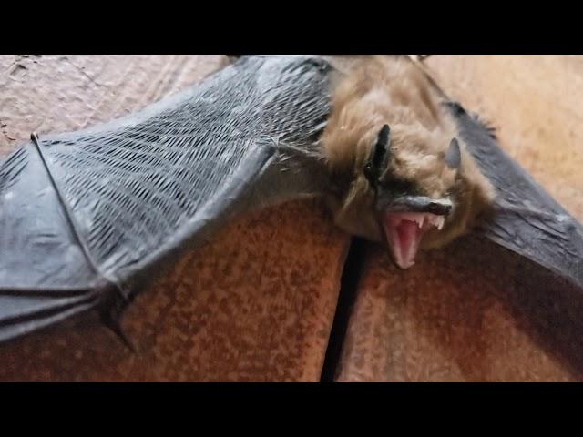 Bat screech.