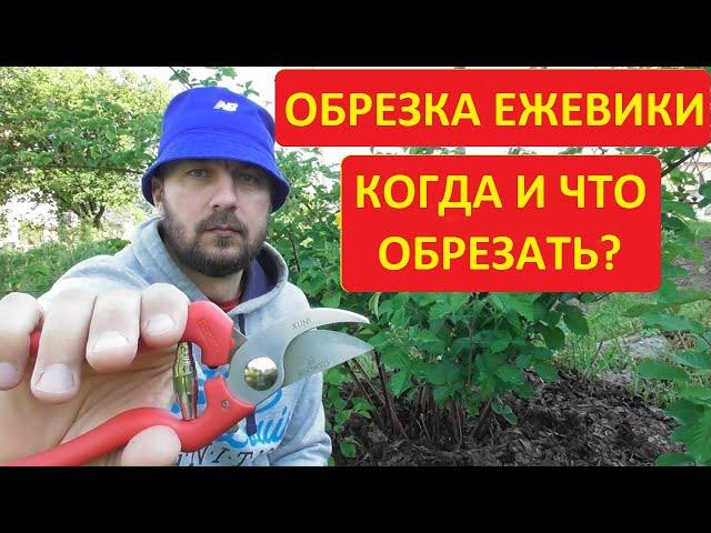 Обрезка ежевики - когда и что необходимо обрезать. На конкретном примере