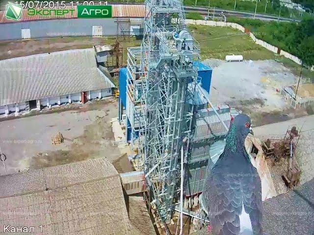 В мире животных на элеваторе в Курской области / Голуби на элеваторе