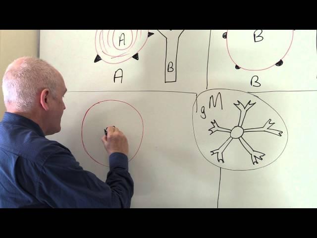 Blood 4, Blood groups, the ABO system