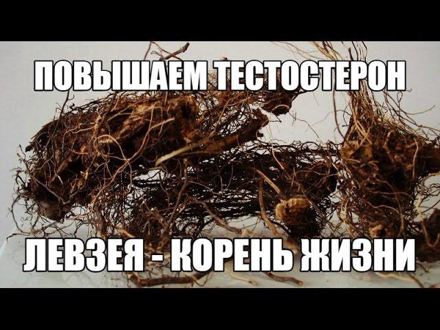 Как повысить собственный ТЕСТОСТЕРОН - ЛЕВЗЕЯ без СПИРТА, готовим НАСТОЙКУ и ОТВАР