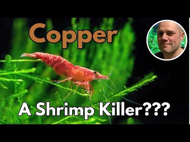 Is Copper Toxic To Shirmp? - Surprising Facts About Copper and Shrimp