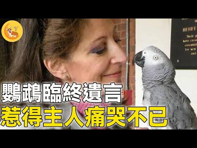 非洲灰鸚鵡死之前對主人說：你很棒，我愛你。惹得所有人流下眼淚… |#震撼 #不可思議#驚人 #暖心 #可愛 #救援 #動物 #新聞 #真實故事 #鏡頭 #記錄 #奇聞 #奇跡 #善良