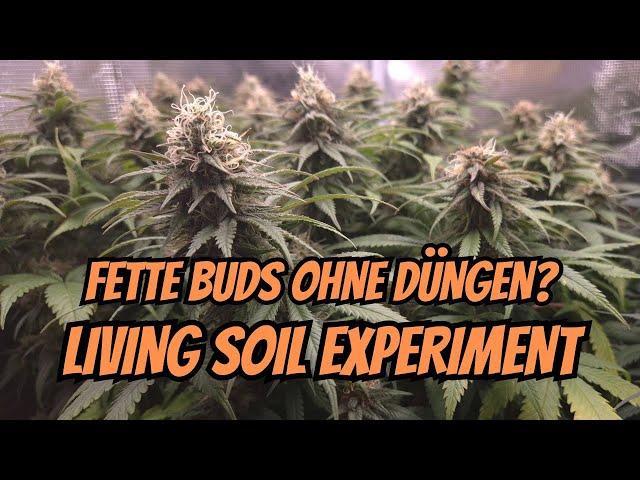 Flowering Week 6: Checking Trichomes, Resin Production & Important Tips 