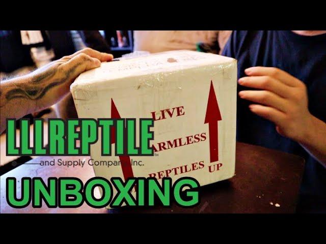 LLL REPTILE UNBOXING 2020