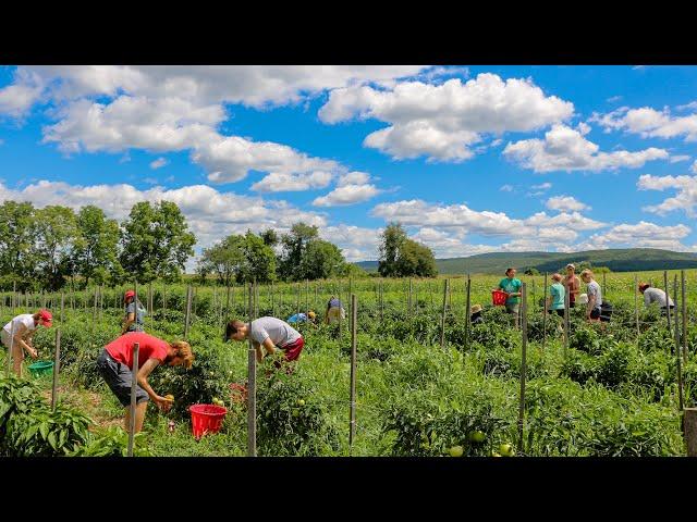 Explore the Dickinson College Farm