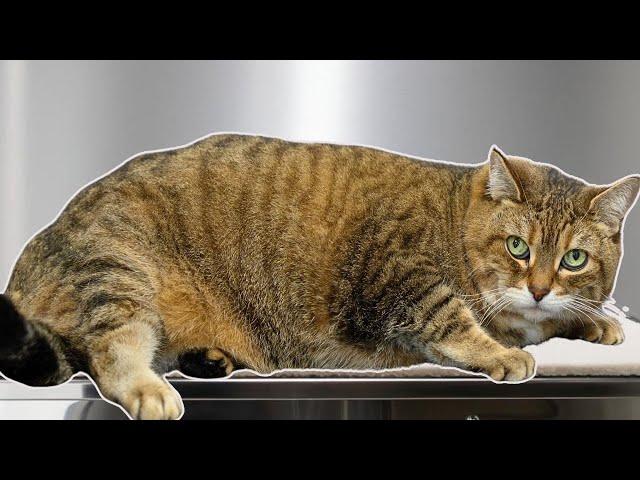 Today I groomed a rotund loaf of sourdough bread | Chonky Cat Alert ️