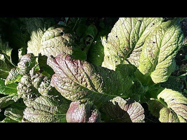 Harvesting Red Giant Mustard Greens! | APTTMHYAH