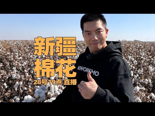 我在新疆采棉花，做棉被！