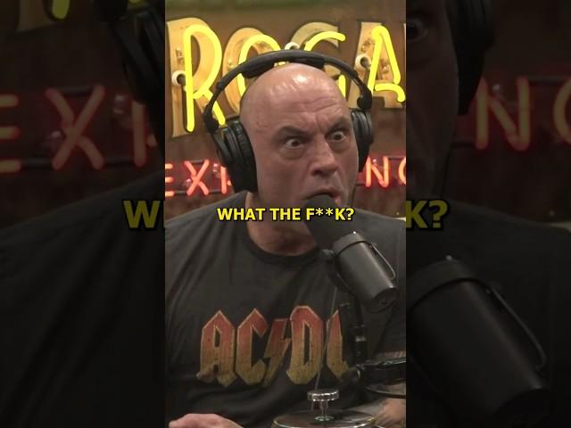 You Can Have a Wolf As a Pet - Joe Rogan