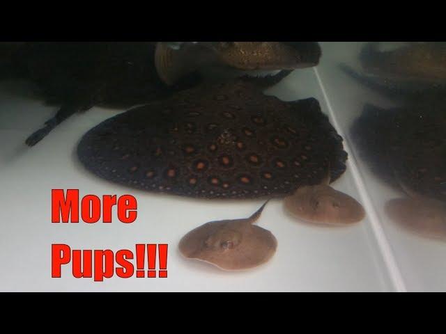 Breeding freshwater stingrays in smaller aquariums. It can be done!!