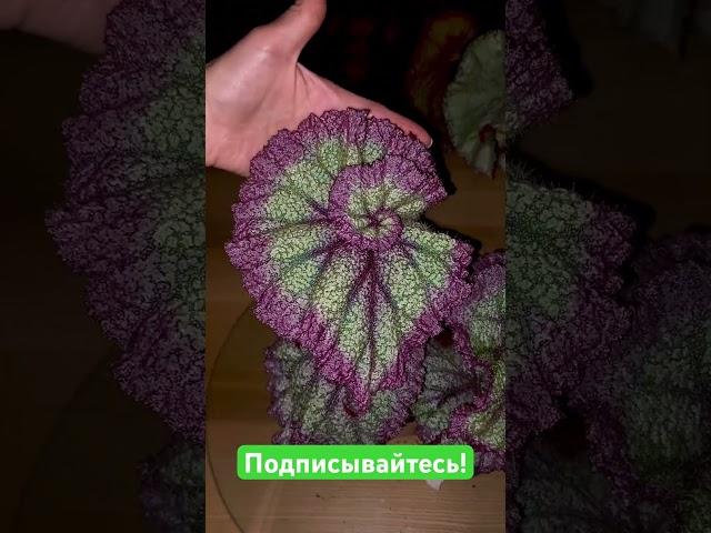 Новая бегония Dimetris #begonia #бегония #бегонии