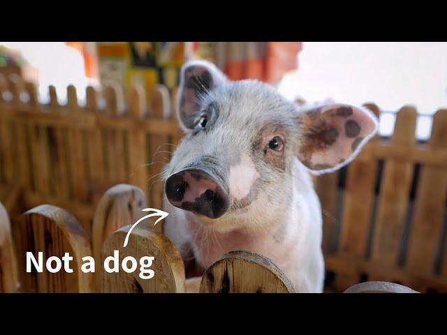 If It Barks, It’s AKC | American Kennel Club