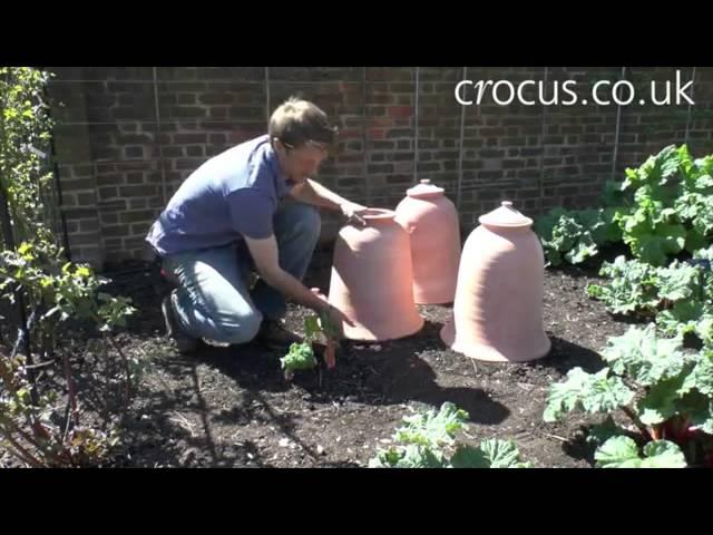 How to use a terracotta rhubarb forcer