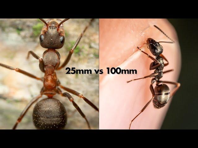 Laowa 25mm vs Laowa 100mm Macro Lens – Which one to buy?