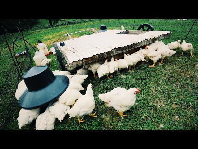 How to Grew 473 LBS of Chicken in 58 Days