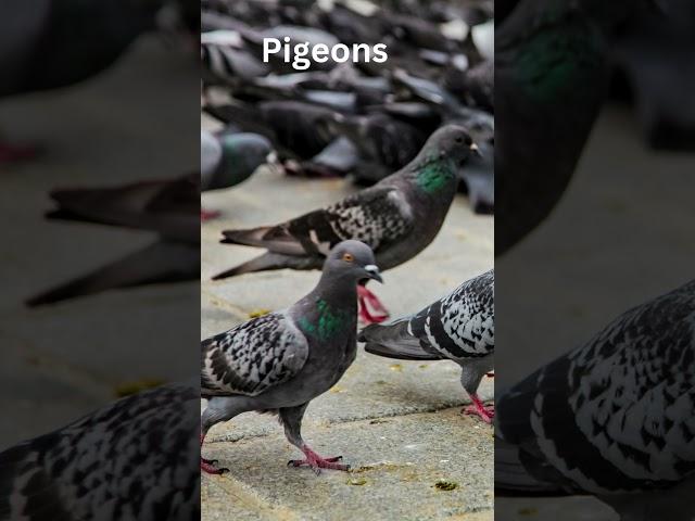 Pigeons