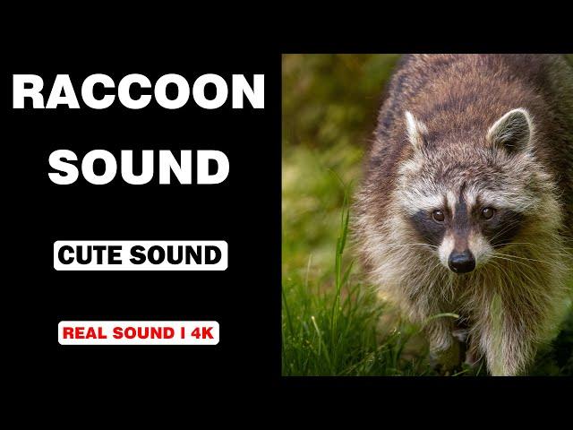 Real Raccoon Sounds | High Quality | Cute Raccoon Sound Experience! | 4K