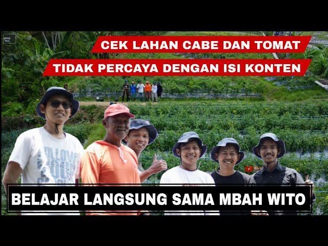 Tips dan trik dari mbah wito dalam merawat tanaman cabe agar berbuah lebat