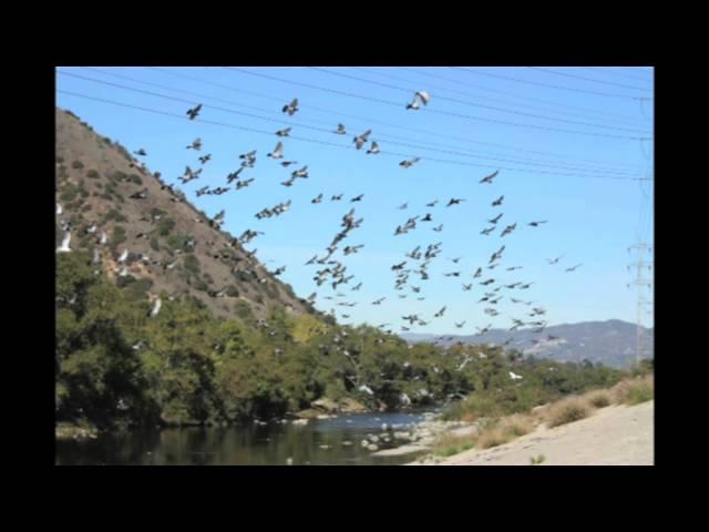 LA RIVER DOVES H 264 for Apple TV