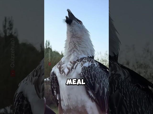 Bearded Vulture Eats Huge Bone! #vultures #wildlife #shortsfeed