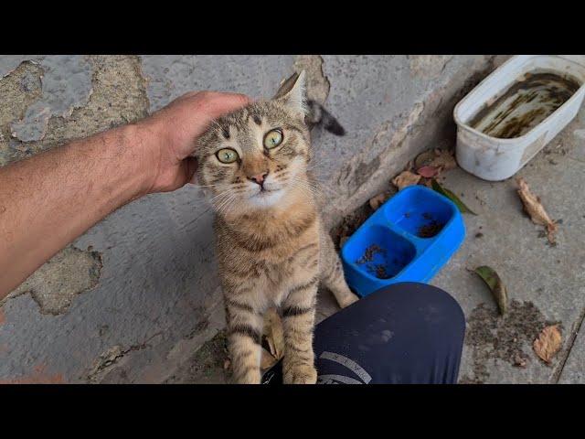 The cute street cat takes me to the empty food bowl and asks me to fill it.