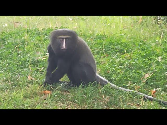 Owl-faced monkeys exploring - Zoo Antwerpen (B) - Zoovenirs (70)