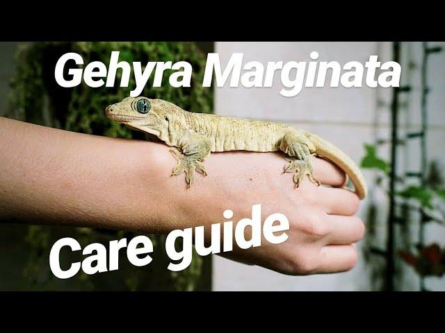 Halmahera Gecko Care Guide